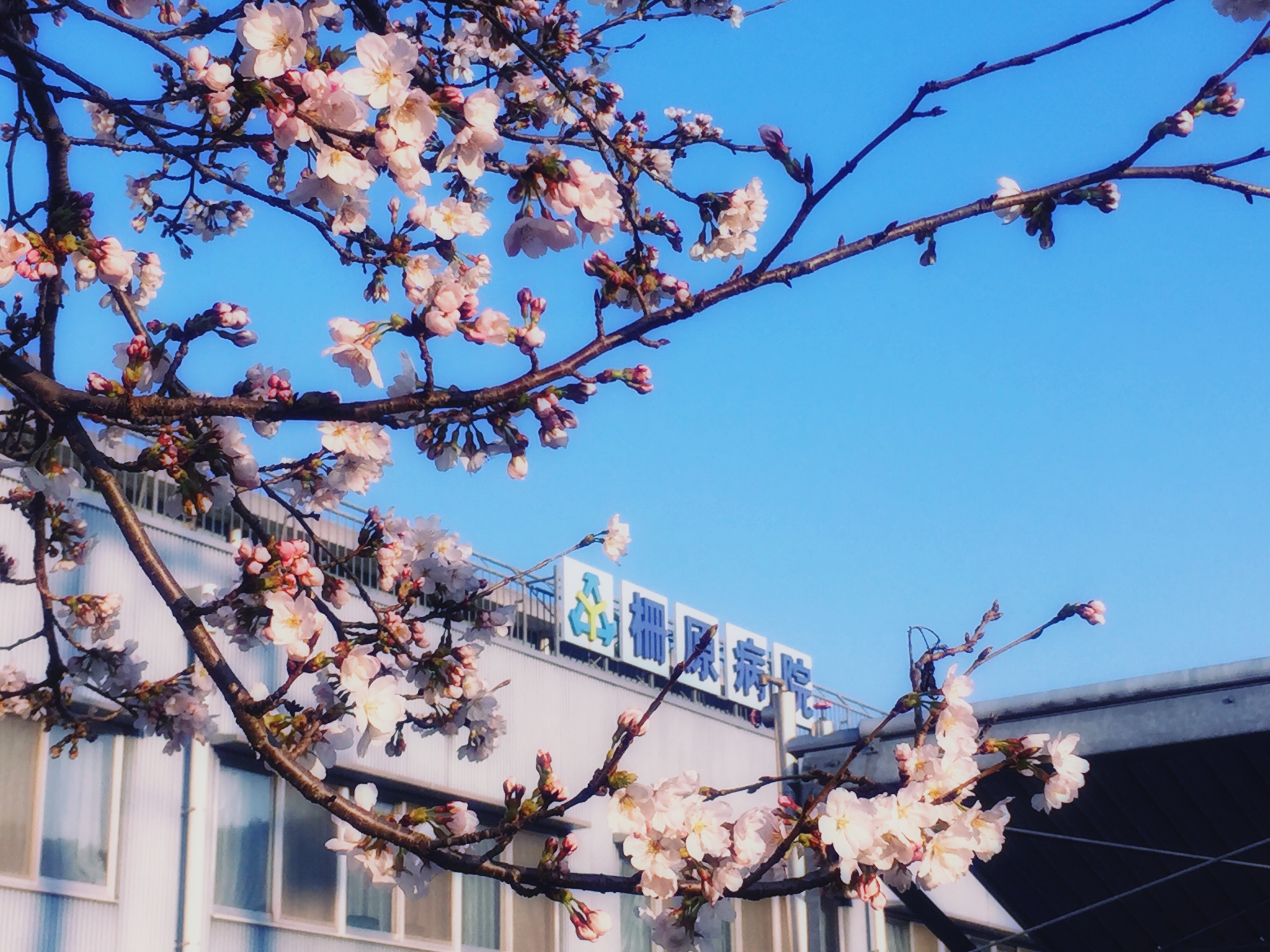 エリシウム柵原 医療連携イメージ